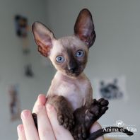 Сhanel Anima et Vita*BY