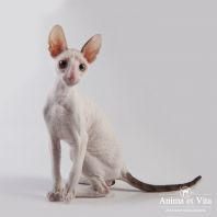 DANDY Anima et Vita*BY