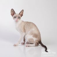 DOMINIKA-SHANTI Anima et Vita*BY