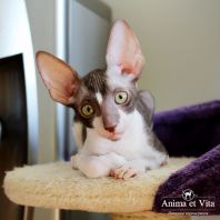 EMINEM Anima et Vita*BY