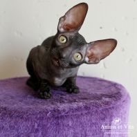 ETHIOPIA Anima et Vita*BY