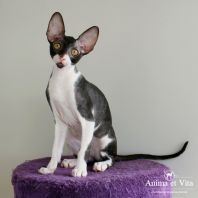 Fiera Anima et Vita*BY