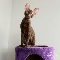 Freddy Anima et Vita*BY