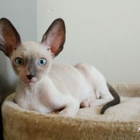 Goldy Anima et Vita*BY