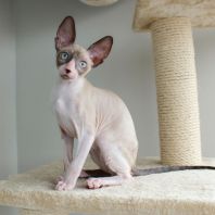 Geneva Anima et Vita*BY