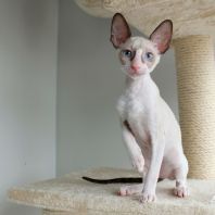 Gucci Anima et Vita*BY