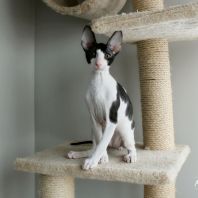 HAMLET Anima et Vita*BY