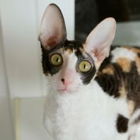 HONEY Anima et Vita*BY