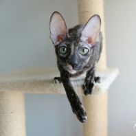 HAVANNA Anima et Vita*BY