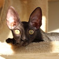 INDIANA JONES Anima et Vita