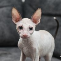 Jessica Anima et Vita*by