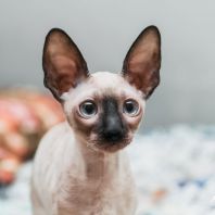 Judy Anima et Vita*by