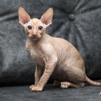 Klarnet Anima et Vita*by