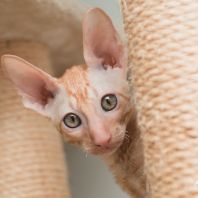 Korall Anima et Vita*by