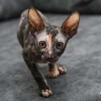 Kassandra Anima et Vita*by