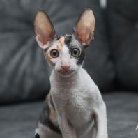 Kleopatra Anima et Vita*by