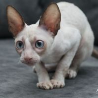 Jinny Anima et Vita*by