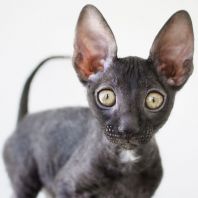 LONDON Anima et Vita*by