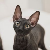 LORD DARK Anima et Vita*by