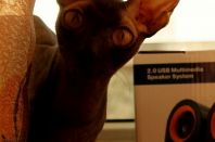 1 год 10 месяцев