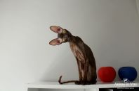 2 года 2 месяца.