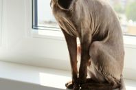 2 года 2 месяца.