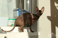 2 года 4 месяца