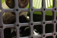 с котятами на прививку!