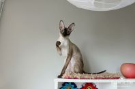 Даночке 2 года