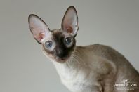 Даночке 2 года