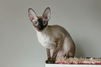 Даночке 2 года