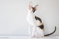 Kleopatra Anima et Vita*by, 5м.2нед.