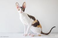 Kleopatra Anima et Vita*by, 5м.2нед.