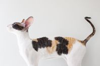 Kleopatra Anima et Vita*by, 5м.2нед.