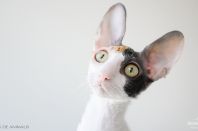 Kleopatra Anima et Vita*by, 5м.2нед.