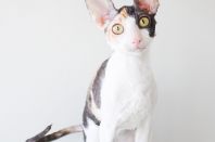 Kleopatra Anima et Vita*by, 5м.2нед.