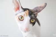 Kleopatra Anima et Vita*by, 5м.2нед.