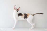 Kleopatra Anima et Vita*by, 5м.2нед.