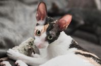 Клёпе 7 месяцев)