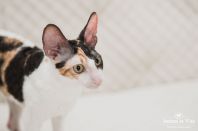 Клёпе 7 месяцев)