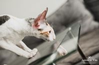 Клёпе 7 месяцев)