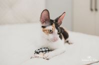 Клёпе 7 месяцев)