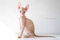 2 месяца 3 недели