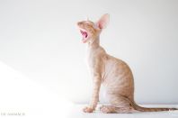 2 месяца 3 недели