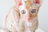 2 месяца 3 недели