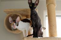 через неделю нам год 