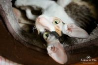 1 год и три месяца