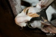 1 год и три месяца