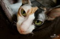 1 год и три месяца