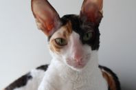 1 год и 8 месяцев